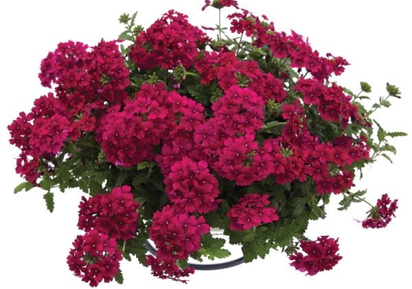 Verbena hybrida Estrella Merlot Impr. (XXL)