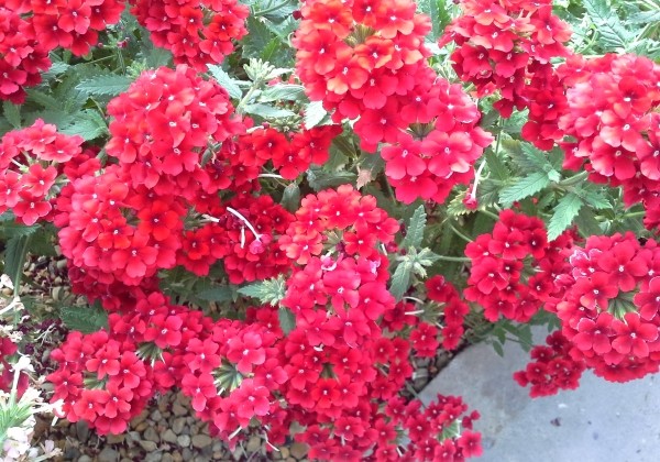 Verbena hybrida Estrella Red