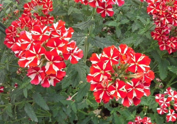 Verbena hybrida Voodoo Red Star