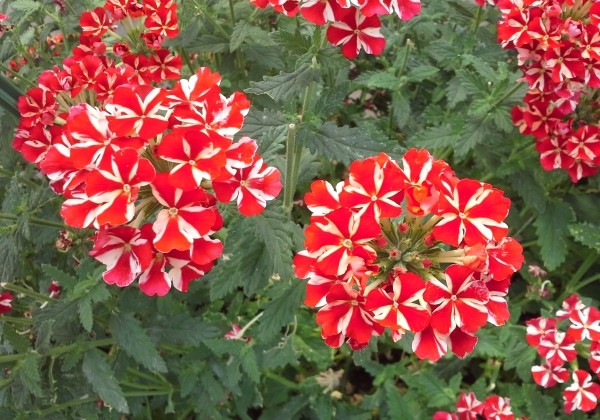 Verbena hybrida Voodoo Red Star (XXL)