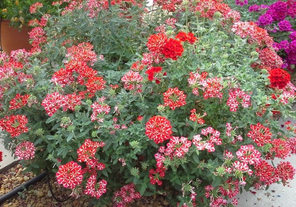 Verbena hybrida Voodoo Red Star (XXL)