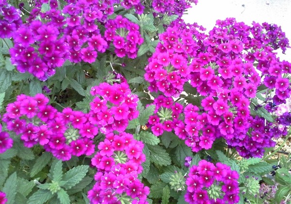 Verbena hybrida Estrella Dark Purple