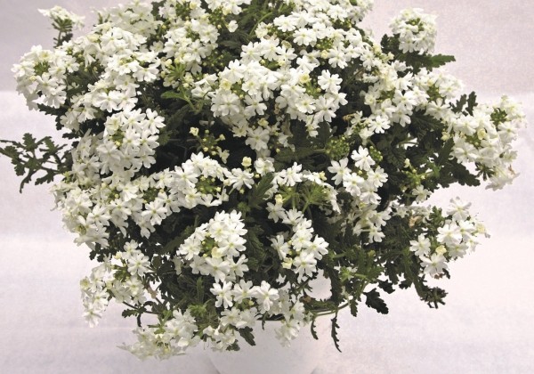 Verbena hybrida Estrella White Improved
