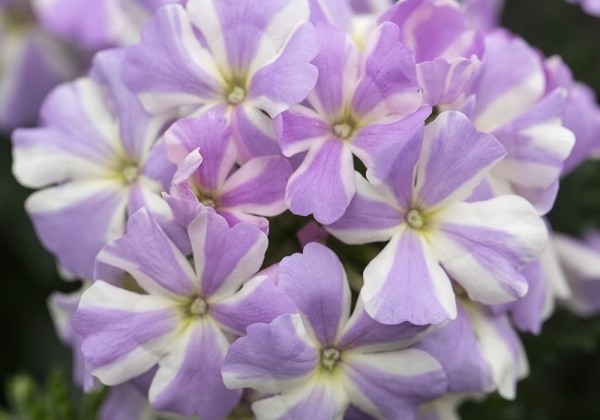 Verbena hybrida Voodoo Lavender Star