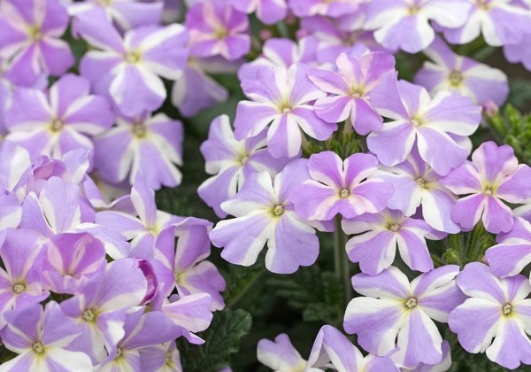Verbena hybrida Voodoo Lavender Star
