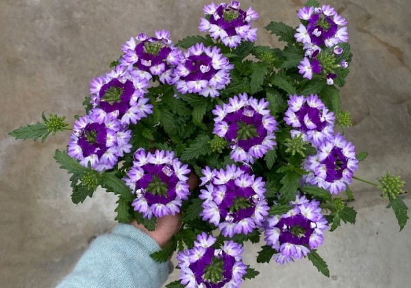 Verbena hybrida Vera Blue Bicolor