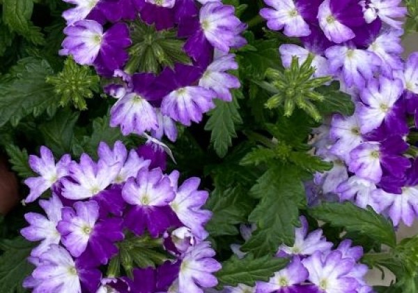 Verbena hybrida Vera Blue Bicolor