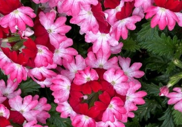 Verbena hybrida Vera Red Bicolor