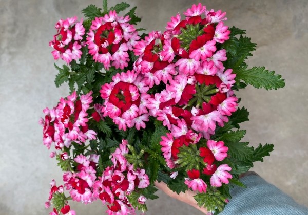 Verbena hybrida Vera Red Bicolor (XXL)