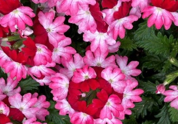 Verbena hybrida Vera Red Bicolor (XXL)