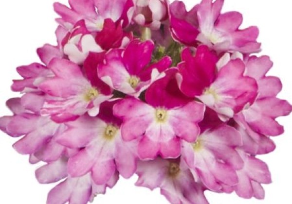 Verbena hybrida Vera Pink Bicolor