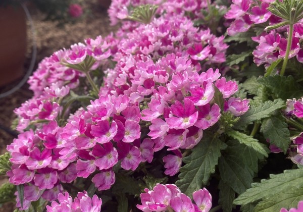 Verbena hybrida Vera Pink Bicolor