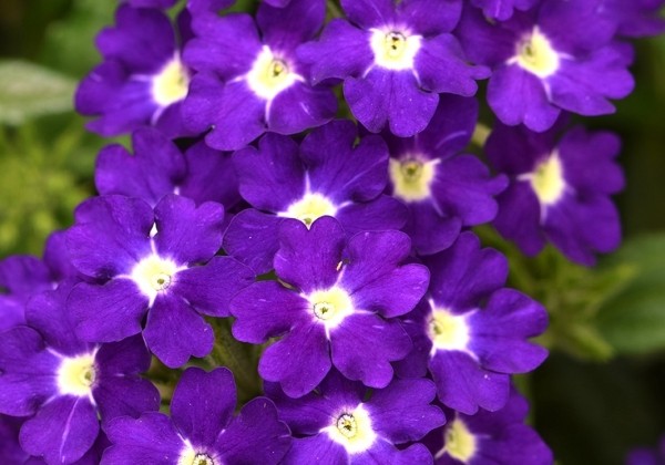 Verbena hybrida Estrella Imperial Blue