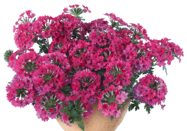 Verbena hybrida Vera Trailing Rose (XXL)