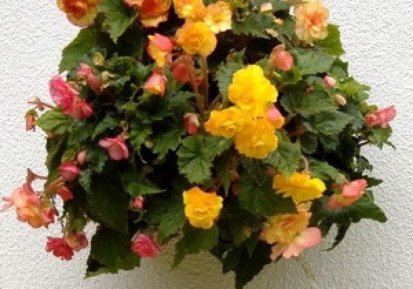 Iekarināmais pods 30 cm, zaļš