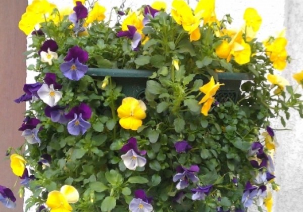 Iekarināmais pods 35 cm, zaļš