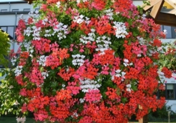 Iekarināmais pods 35 cm, zaļš