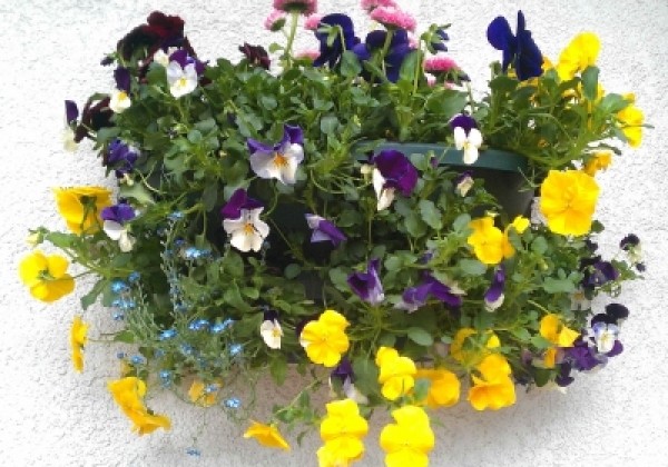 Iekarināmais pods 50 cm, zaļš