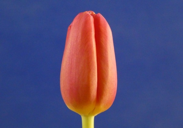 Tulipa, triumfa Ace Pink
