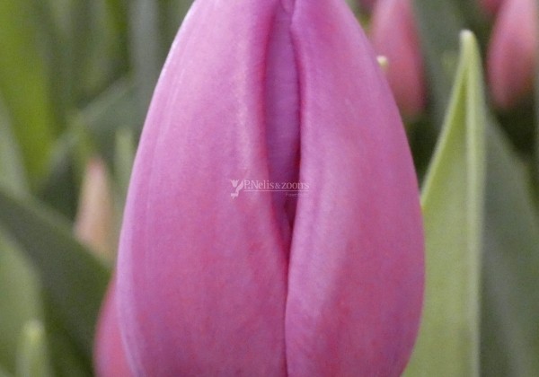 Tulipa, triumfa Amedea