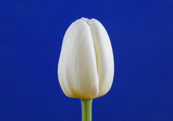 Tulipa, triumfa Antarctica