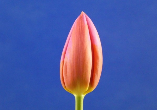 Tulipa, triumfa Aphrodite (DZESĒTI)