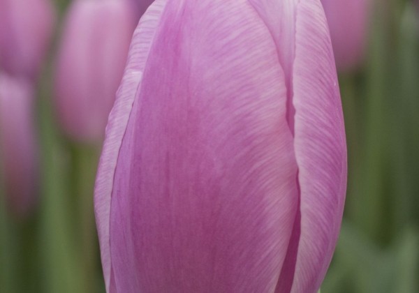 Tulipa, triumfa Argos (DZESĒTI)