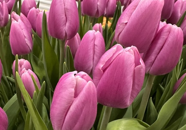 Tulipa, triumfa Argos (DZESĒTI)