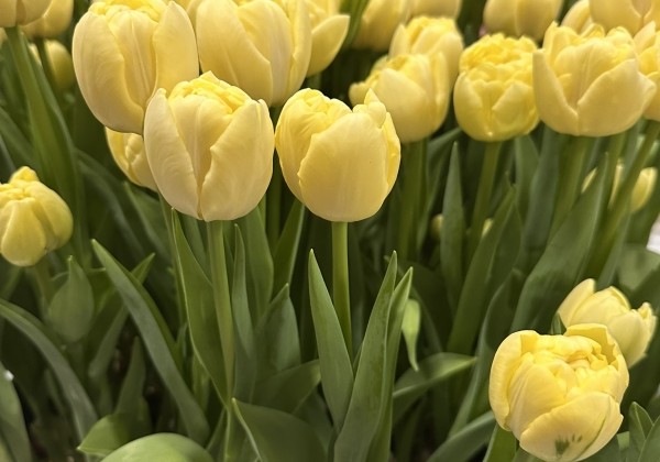 Tulipa, agra, pild. z. Avant Garde (DZESĒTI)