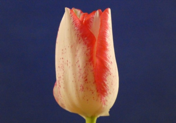 Tulipa, triumfa Beautytrend