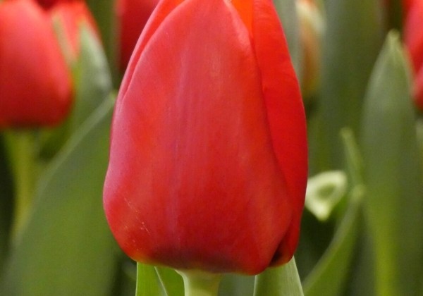 Tulipa, triumfa Ben van Zanten (DZESĒTI)