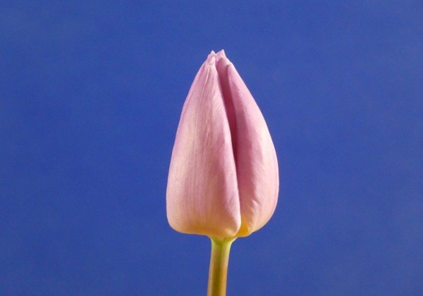 Tulipa, triumfa Candy Prince (DZESĒTI)