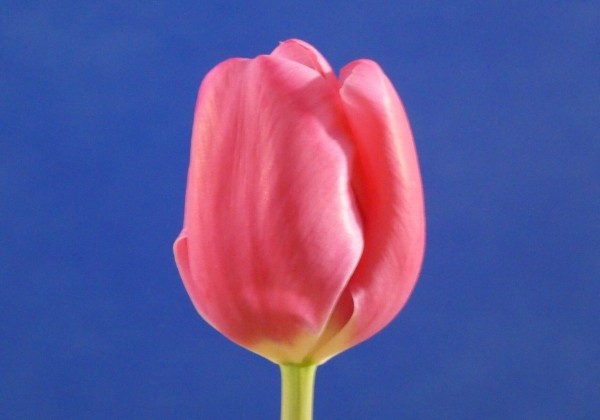 Tulipa, triumfa Carola