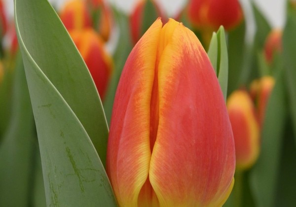 Tulipa, triumfa Carpe Diem