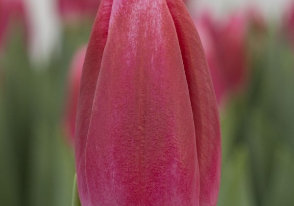 Tulipa, triumfa Circuit (DZESĒTI)