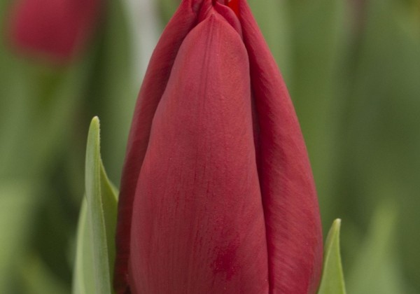 Tulipa, triumfa Curry