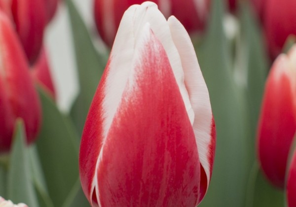 Tulipa, triumfa De Dijk