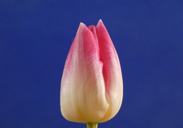 Tulipa, triumfa Delta Chic (DZESĒTI)