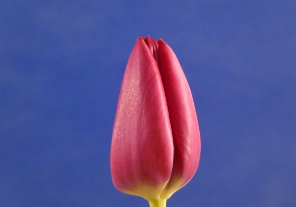 Tulipa, triumfa Delta Grafity