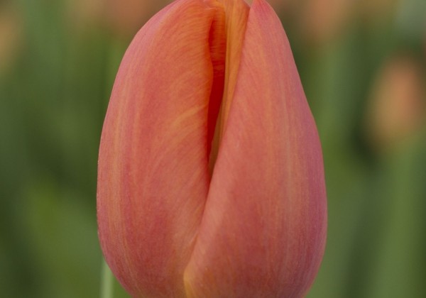 Tulipa, triumfa Delta Storm (DZESĒTI)