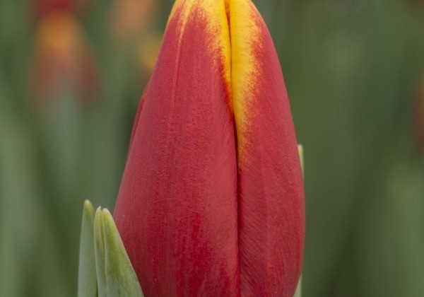 Tulipa, triumfa Denmark (DZESĒTI)