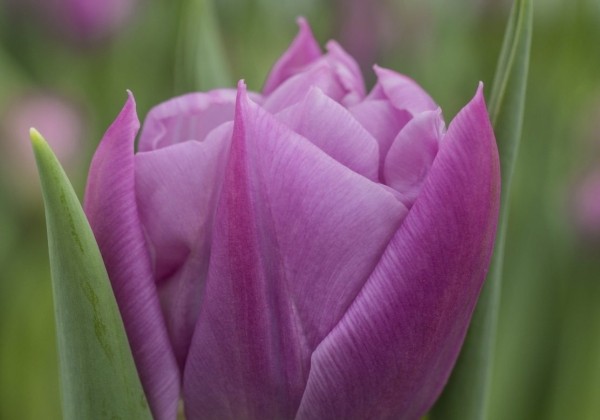 Tulipa, agra, pild. z. Double Price