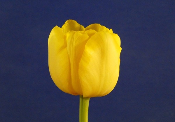 Tulipa, agra, pild. z. Double Trouble (DZESĒTI)