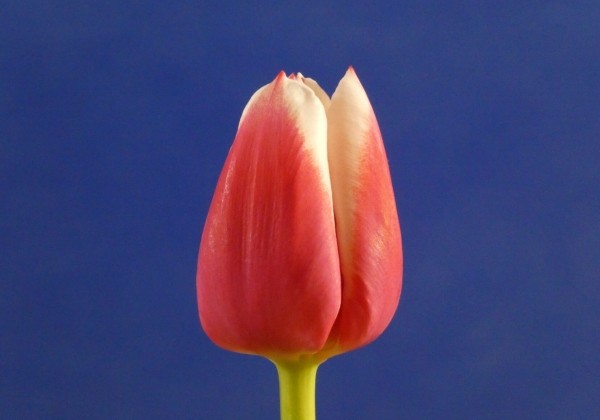 Tulipa, triumfa Dutch Design (DZESĒTI)