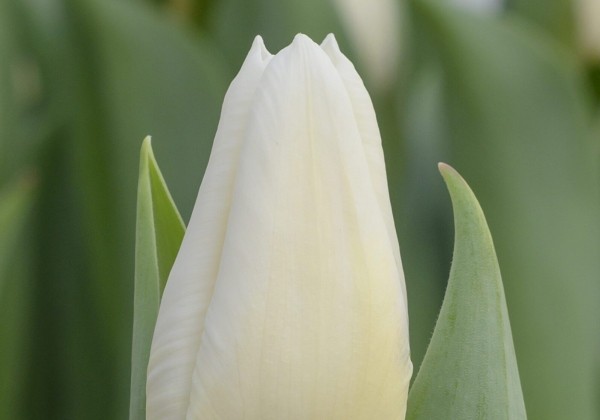 Tulipa, triumfa Dutch Mountain