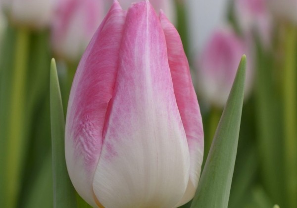 Tulipa, triumfa First Class