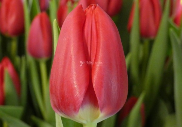 Tulipa, triumfa First Date (DZESĒTI)
