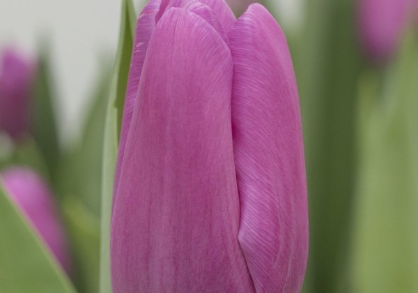 Tulipa, triumfa Fortress