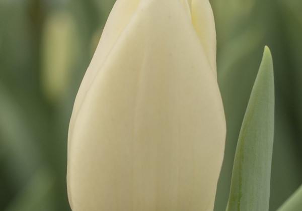 Tulipa, triumfa Fun For Two (DZESĒTI)