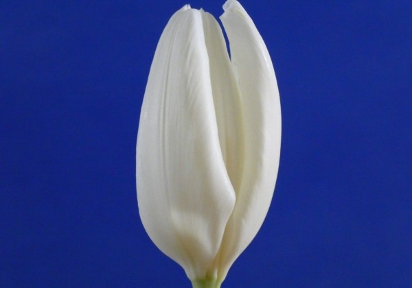 Tulipa, Darvina hibrīds Hakuun (DZESĒTI)